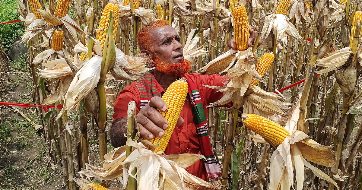 হাইব্রিড ভুট্টার সাফল্যে চাঙা ঠাকুরগাওয়ের কৃষি অর্থনীতি