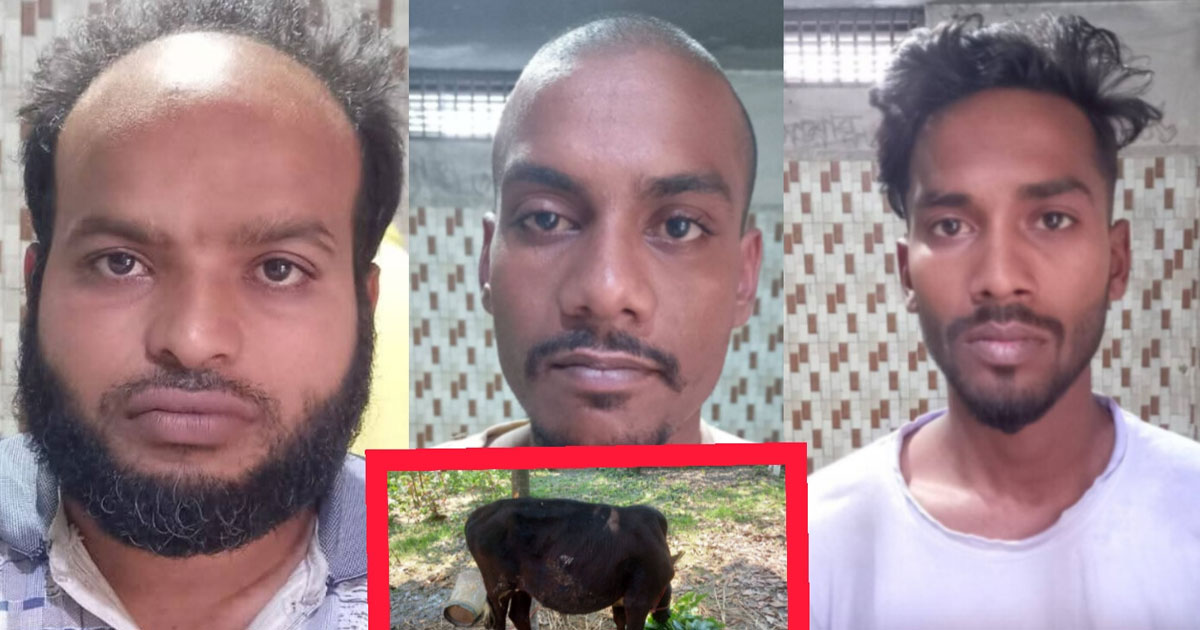 শৈলকুপা থেকে চুরি হওয়া গরুসহ তিনজন আটক