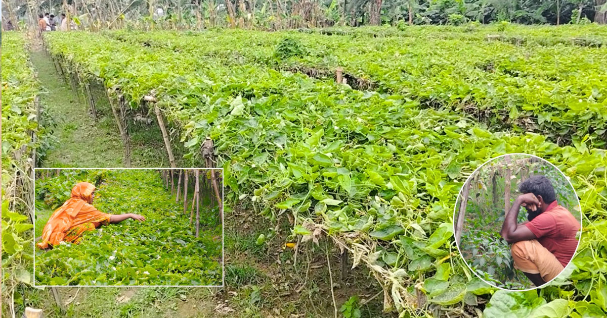 বন্ধকীয় জমির পটলগাছ কেটে নষ্টের অভিযোগ বিজিবি সদস্যের বিরুদ্ধে