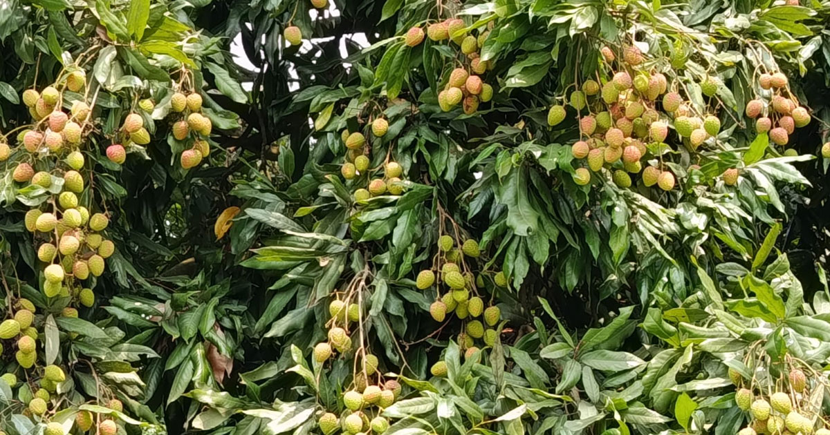 নাটোরে লিচুর বাম্পার ফলনের স্বপ্নে বিভোর চাষিরা