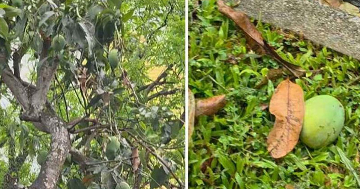 পড়ে থাকা আম কুড়ালে ৫ লাখ টাকা জরিমানা