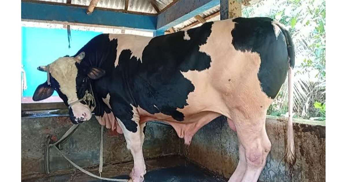 নড়াইলে কোরবানির জন্য প্রস্তুত ১১শ কেজির 'বাহুবালী'