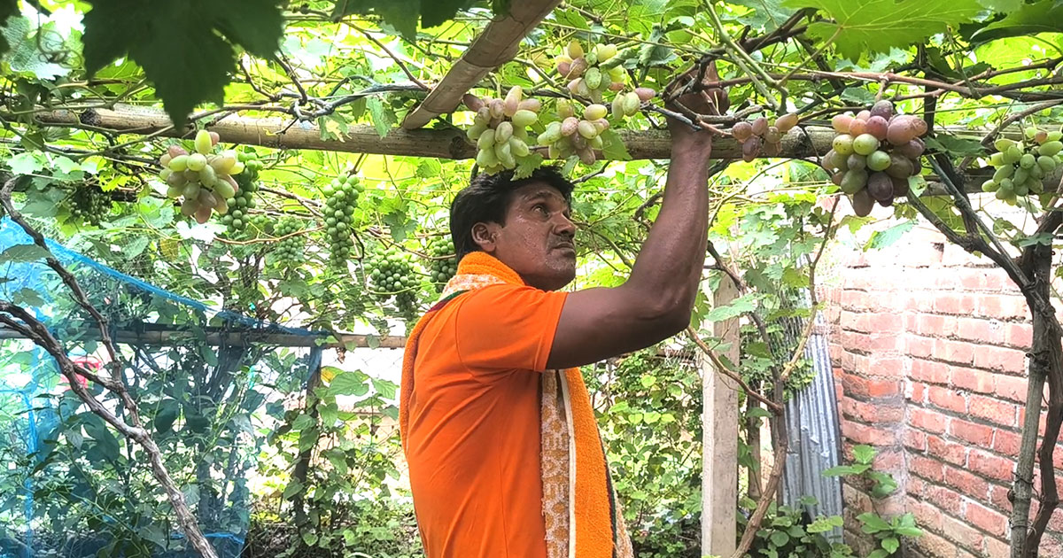 সবুজ পাতার ফাঁকে ফাঁকে দুলছে শরিফুল দম্পতির স্বপ্ন