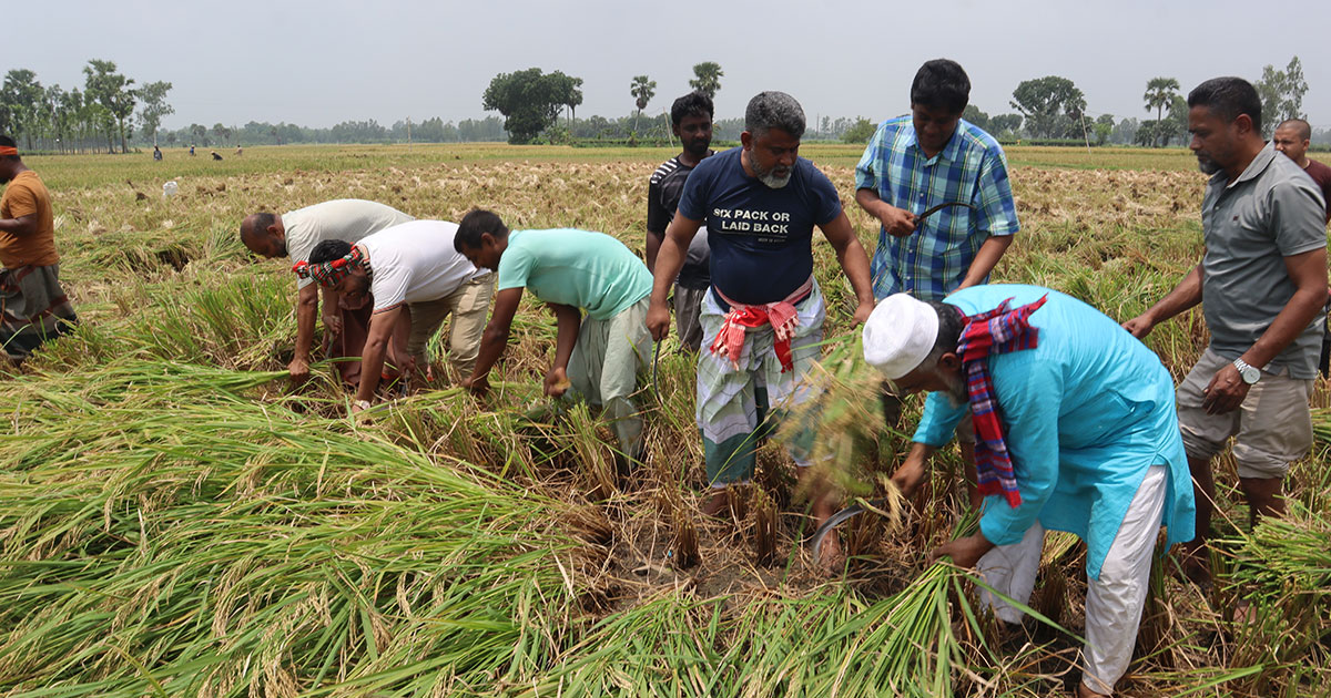 কৃষকের ধান কেটে দিলেন নওগাঁ-৩ আসনের এমপি ফজলে হুদা বাবুল