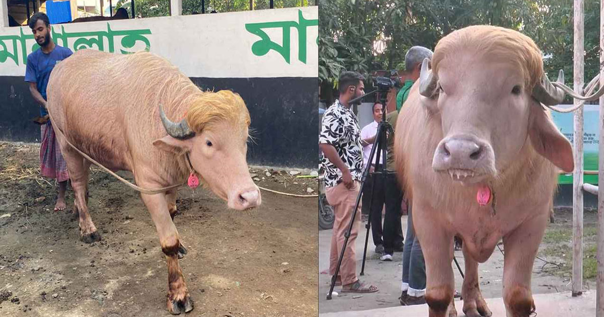 বাংলাদেশের ‘ট্রাম্প’কে নিয়ে ‘আসল ট্রাম্প’কে ইরানের খোঁচা