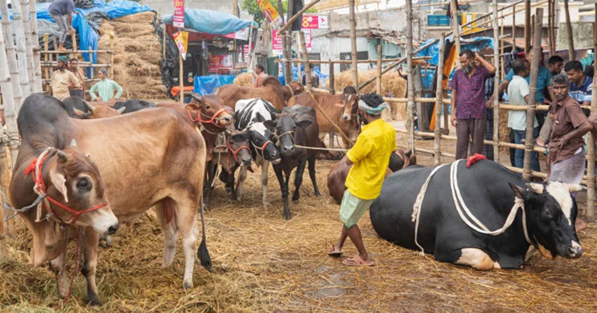 ১৬ পশুর হাট ইজারায় রাজস্ব ৪৮ কোটি টাকা