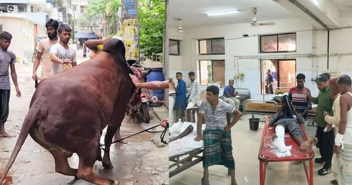 কোরবানির পশুর লাথি-গুঁতায় পঙ্গু হাসপাতালে ৩৩ জন