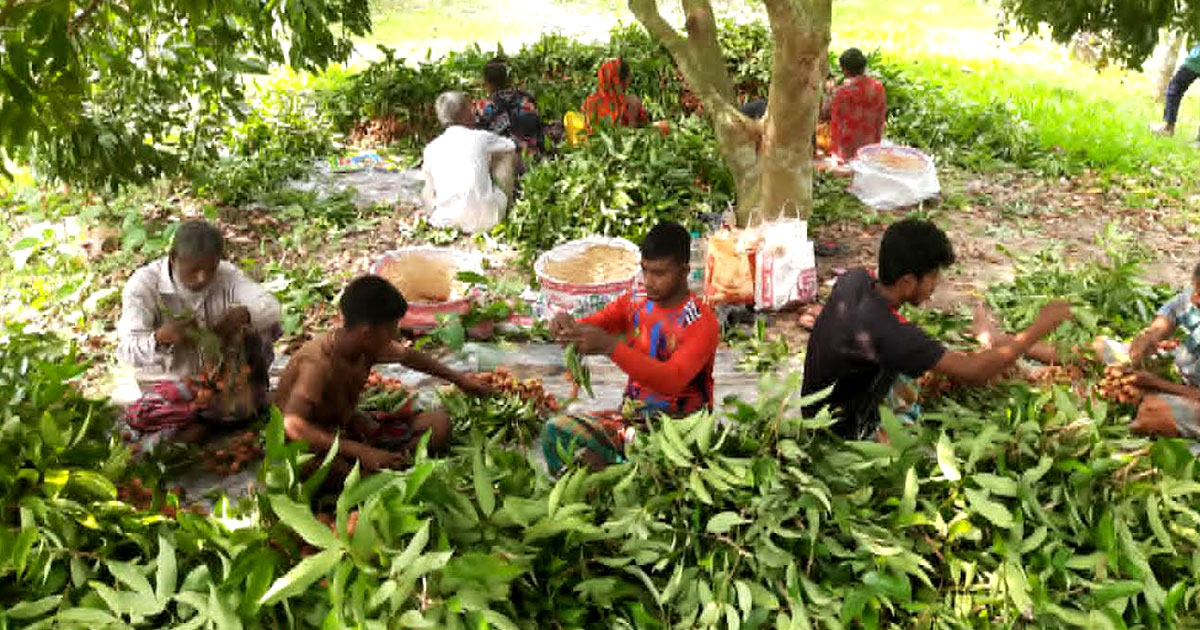 যেমন ফলন, তেমন দাম: খুশি মাগুরার লিচু চাষিরা