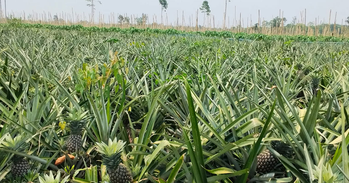 সামাজিক বনায়নের নামে উজাড় হচ্ছে মধুপুরের প্রাকৃতিক বন